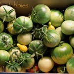 Green tomatoes aplenty