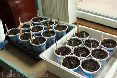 seed cups