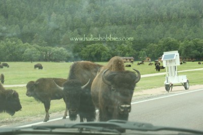 16-Custer state park