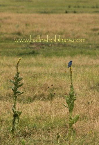 23-mountain bluebird