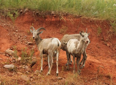 24-big horn sheep