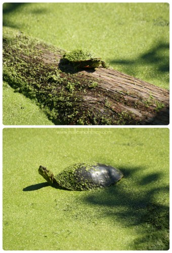 turtle