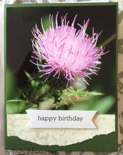Happy Birthday thistle card | Halle's Hobbies