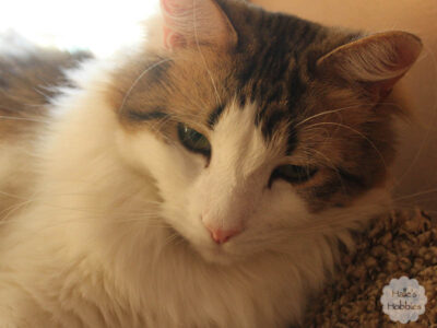 reader preferences |Halle's Hobbies