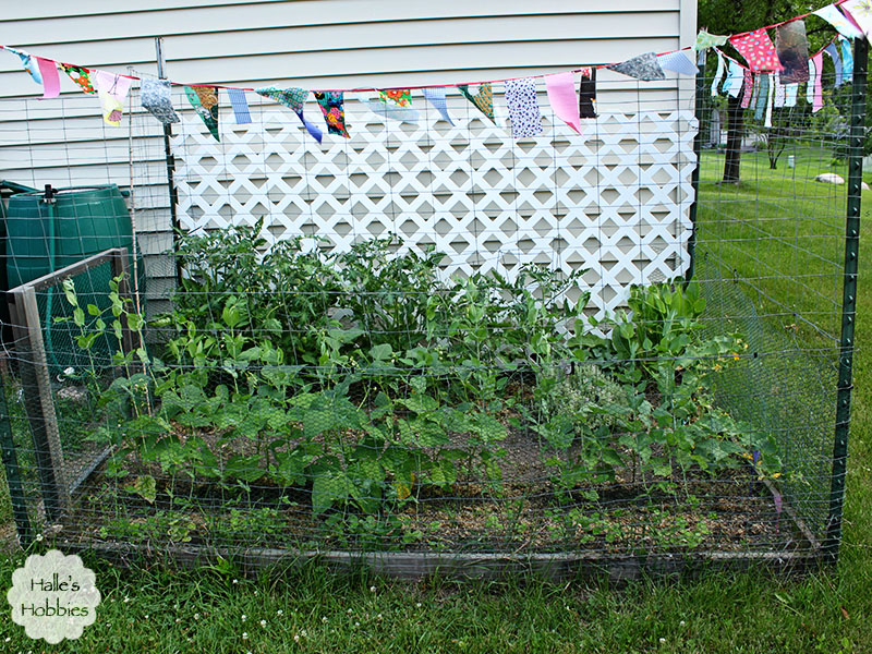 T Tuesday late June garden edition