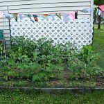 T Tuesday: late June garden edition